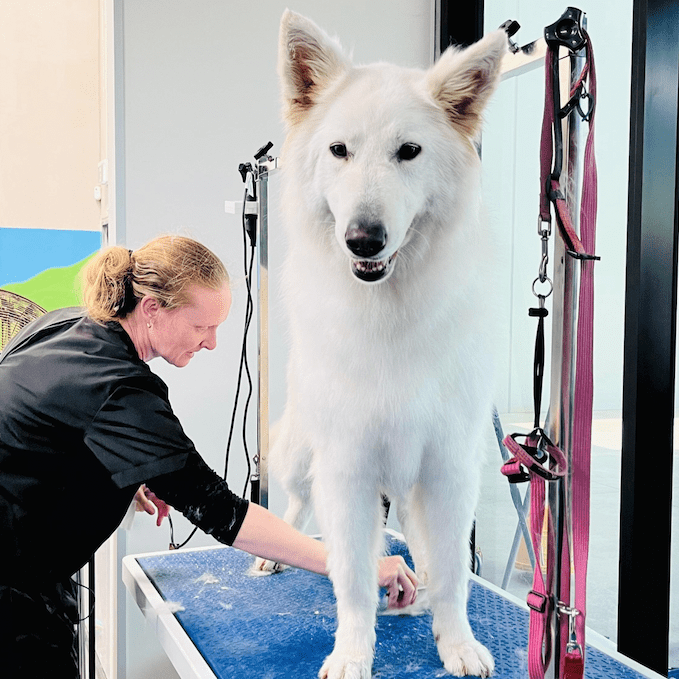 Dog Grooming 1 Dog grooming groomer with dog aspect ratio 650 650