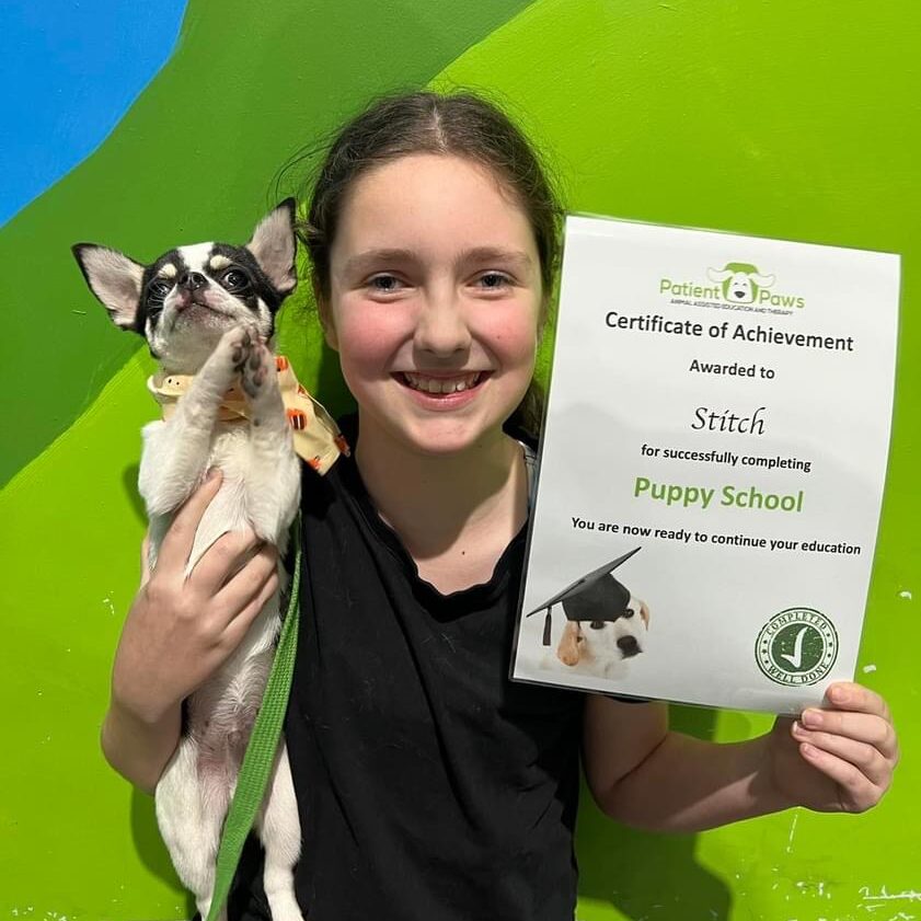 Dog Training Patient Paws